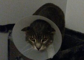 Comment savoir si son chat a mal quelque part ?