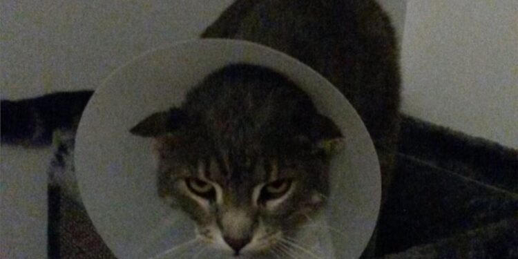 Comment savoir si son chat a mal quelque part ?