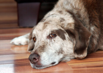 Comment savoir si son chien est empoisonné ?