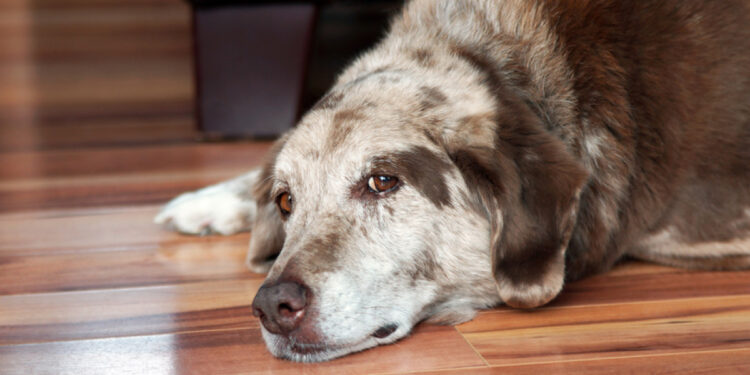 Comment savoir si son chien est empoisonné ?