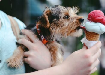 Comment savoir si son chien souffre de la chaleur ?