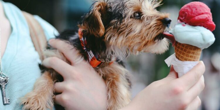 Comment savoir si son chien souffre de la chaleur ?