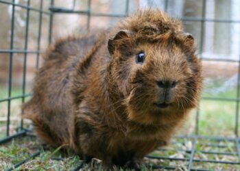 Comment savoir si son cochon d'Inde pleure ?