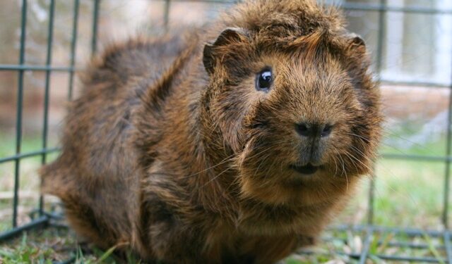 Comment savoir si son cochon d'Inde pleure ?