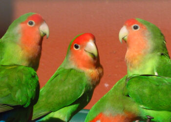 Comment savoir si son inséparable est heureux ?