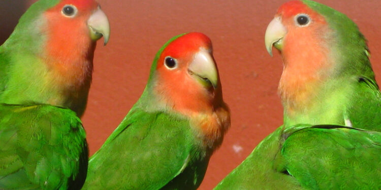 Comment savoir si son inséparable est heureux ?