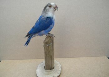 Comment savoir si son inséparable est heureux ?