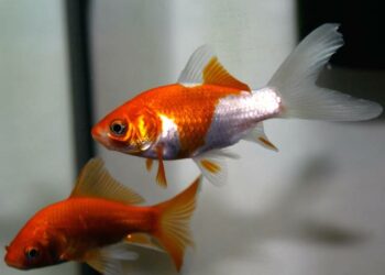Comment savoir si son poisson rouge est heureux ?