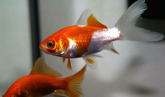 Comment savoir si son poisson rouge est heureux ?