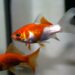 Comment savoir si son poisson rouge est heureux ?