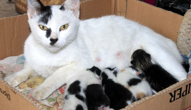 Comment savoir si tous les chats sont sortis ?