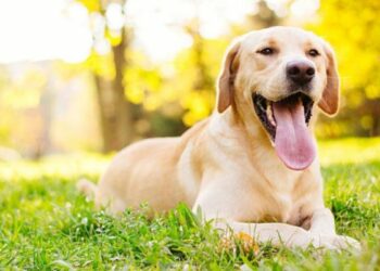 Comment savoir si un animal souffre ?