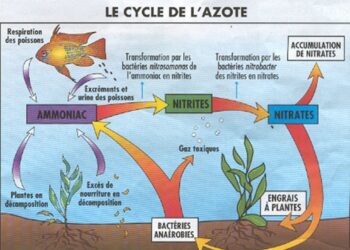 Comment savoir si un aquarium est Cyclé ?