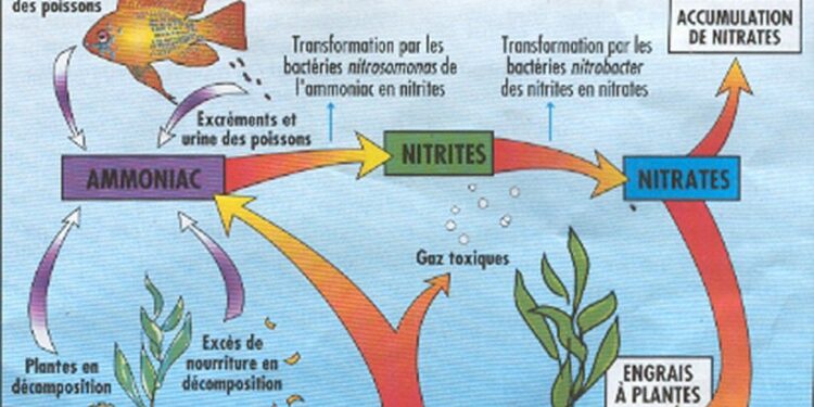 Comment savoir si un aquarium est Cyclé ?