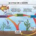Comment savoir si un aquarium est Cyclé ?
