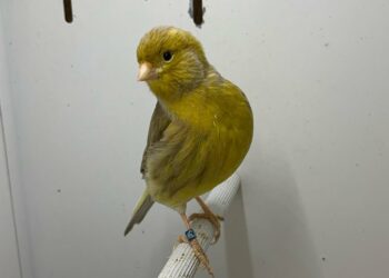 Comment savoir si un canari va pondre ?