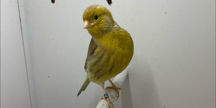 Comment savoir si un canari va pondre ?