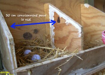 Comment savoir si un canari va pondre ?