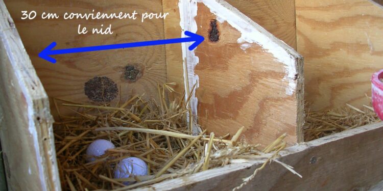 Comment savoir si un canari va pondre ?