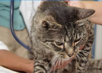 Comment savoir si un chaton est gentil ?