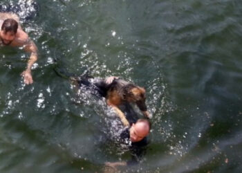 Comment savoir si un chien à froid ?