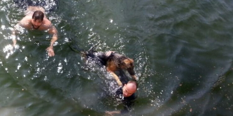 Comment savoir si un chien à froid ?