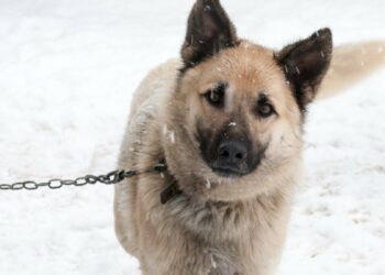 Comment savoir si un chien à froid ?