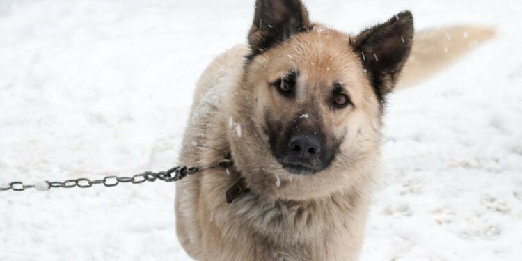 Comment savoir si un chien à froid ?