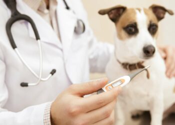 Comment savoir si un chien à froid ?