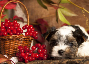 Comment savoir si un chien a une infection urinaire ?