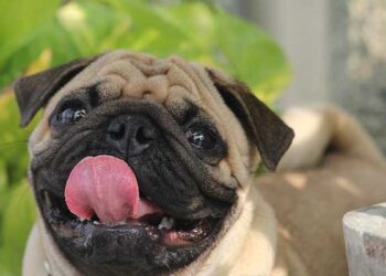 Comment savoir si un chien est en bonne santé ?