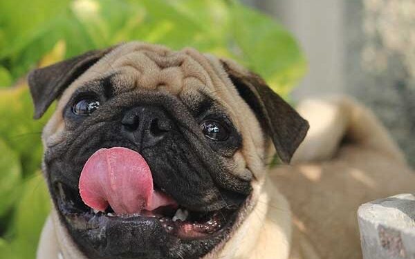 Comment savoir si un chien est en bonne santé ?