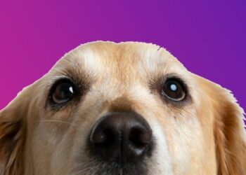 Comment savoir si un chien est en bonne santé ?