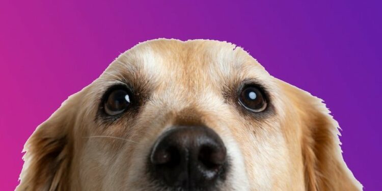 Comment savoir si un chien est en bonne santé ?