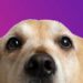 Comment savoir si un chien est en bonne santé ?