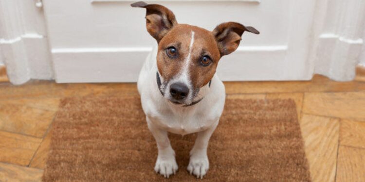 Comment savoir si un chien est malheureux ?