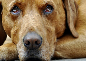 Comment savoir si un chien est triste ?