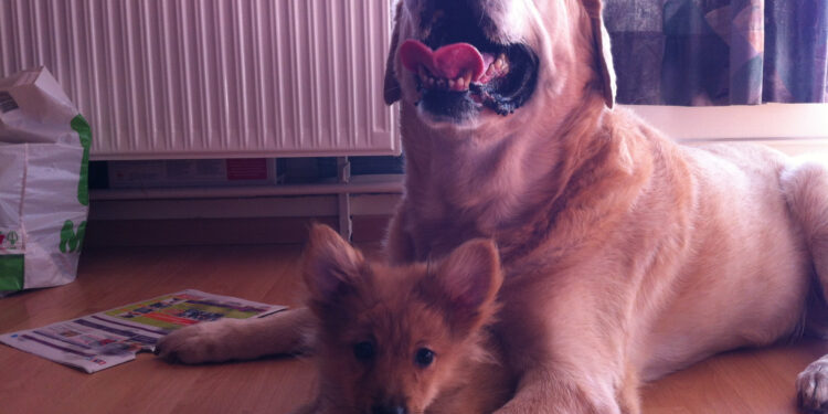 Comment savoir si un chien pleure ?