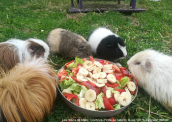 Comment savoir si un cochon d'Inde a faim ?