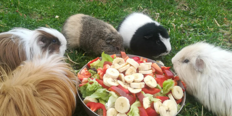 Comment savoir si un cochon d'Inde a faim ?