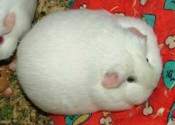 Comment savoir si un cochon d'Inde dort ?