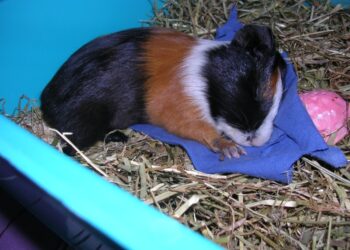 Comment savoir si un cochon d'Inde dort ?