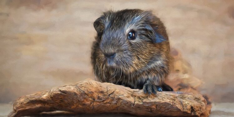 Comment savoir si un cochon d'Inde est malheureux ?