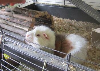 Comment savoir si un cochon d'Inde est malheureux ?