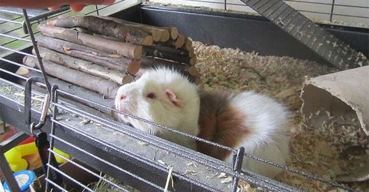 Comment savoir si un cochon d'Inde est malheureux ?