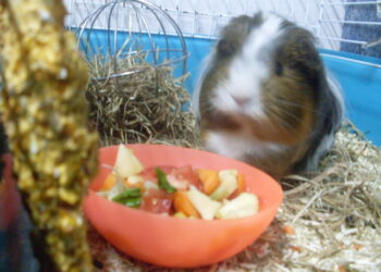 Comment savoir si un cochon d'Inde s'ennuie ?