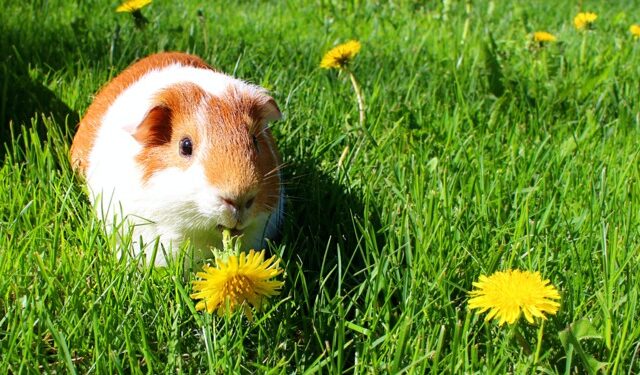 Comment savoir si un cochon d'Inde s'ennuie ?