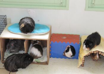 Comment savoir si un cochon d'Inde s'ennuie ?