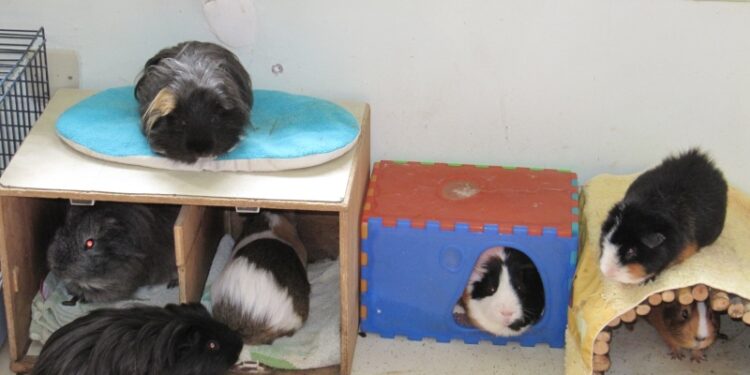 Comment savoir si un cochon d'Inde s'ennuie ?