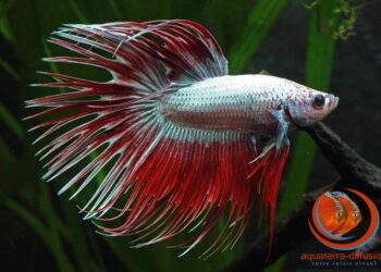 Comment savoir si un combattant est heureux ?